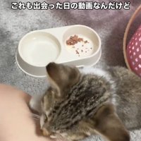人の足を登る子猫