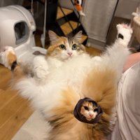 仰向けで足を広げる猫
