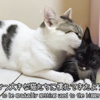 子猫の顔をなめる成猫