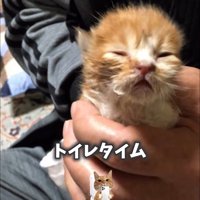 人の手のひらの中にいる子猫
