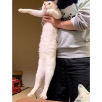 持ち上げられている猫