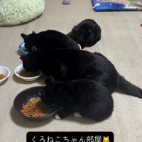 器に入ったごはんを食べる黒猫の親子