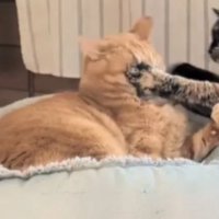 ケンカしている猫たち