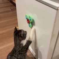 おもちゃに右手を伸ばす猫