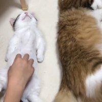 お腹にタッチ
