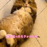 見つめる猫