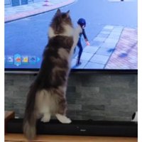 テレビ前にいる猫