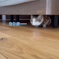 ベッドの下に隠れておやつをみている猫
