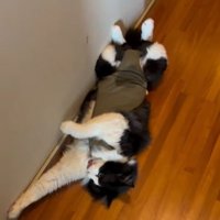 左前足を伸ばして毛づくろいをする猫