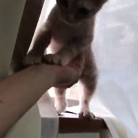 窓辺へ連れて行ってもらった猫