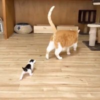 先住猫の後ろをついて歩く子猫