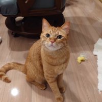 カメラ目線の猫