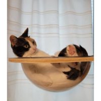 室内にいる猫