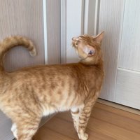 ドアの前に立つ猫