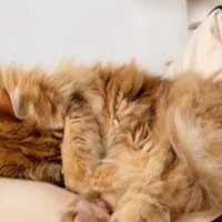 顔を隠して寝る猫