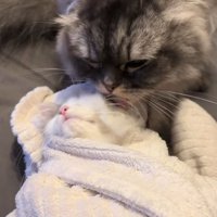 タオルで包まれている子猫をなめる猫