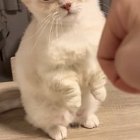 飼い主さんに怒るミヌエット