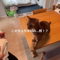 後ずさりする猫