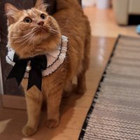 リボンをつけた茶トラ猫