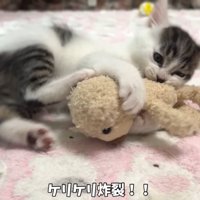 テロップ「ケリケリ炸裂！！」