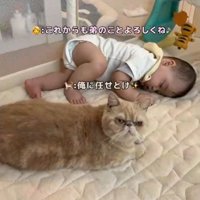 うつ伏せで眠る赤ちゃんのそばで顔を上げる猫