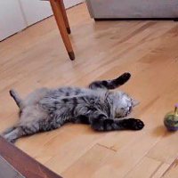 リビングの真ん中でお腹を出して寝転がる猫