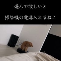 遊ぶ猫