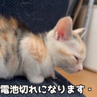 電池切れの猫