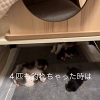 シーツに乗る4匹の子猫