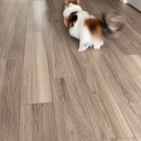 おもちゃに向かって駆け出す猫