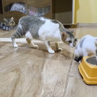 ご飯を食べる子猫に近づく猫