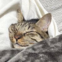 飼い主の体に顔を押しつけて、頰が平らになっている猫