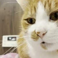 返事をしている猫