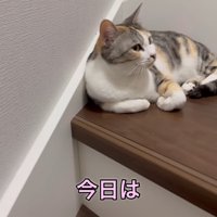 話を聞く猫