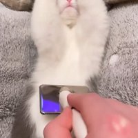 バンザイする子猫