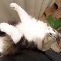 そっぽを向いて(上から)