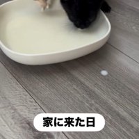 並んでミルクを飲んでいる子猫