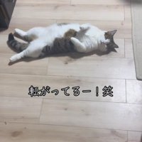 転がっている猫