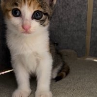 カメラをじっと見つめる子猫