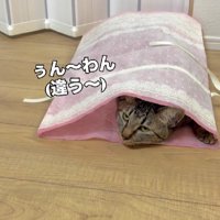 袋に入った猫
