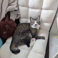 座椅子に座って気持ちよさそうな表情を浮かべる猫