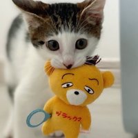 新品のおもちゃをくわえる子猫