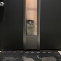ドア前にいる猫