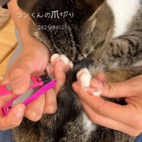 猫の手