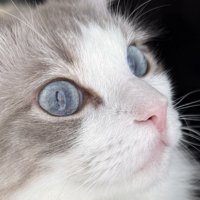 虎柄模様のラグドールの水色の瞳