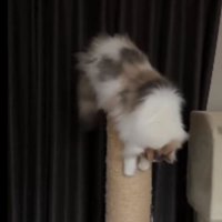 爪とぎしている猫