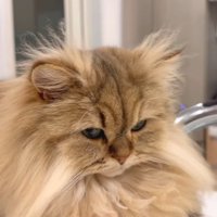 耳と頭の毛がツンツン