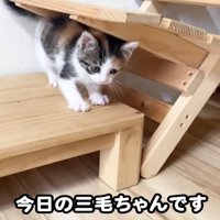 隙間に収まる三毛さん
