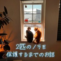 窓際にいる2匹の猫