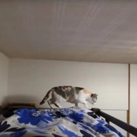 ベッドの縁を歩く猫